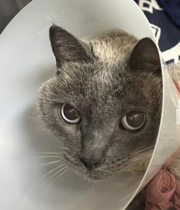An adult medium-sized male Domestic Short Hair cat named Jelly Bean for adoption in Escondido, CA