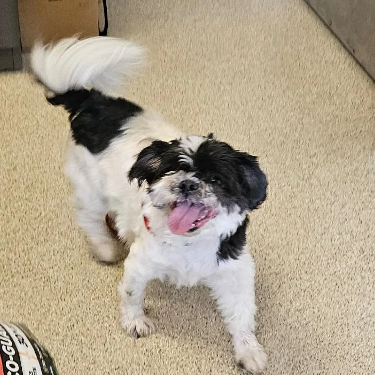 A senior small-sized male Black Shih Tzu dog named Seymour for adoption in Gloucester, VA