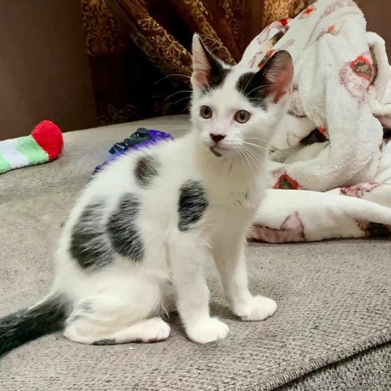 A baby medium-sized male White Domestic Short Hair cat named Cow for adoption in East Brunswick, NJ