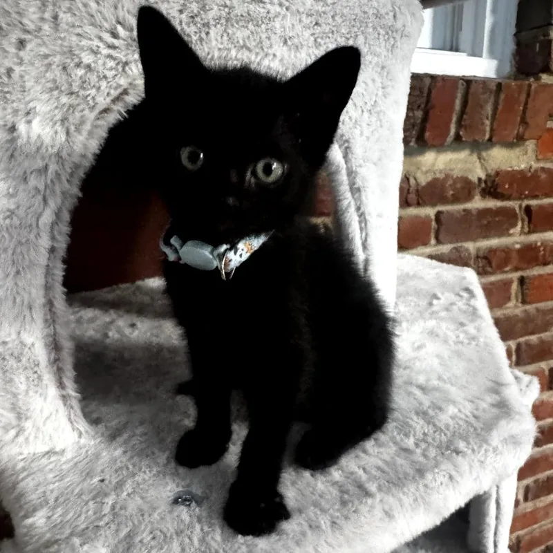A baby small-sized male Black Domestic Short Hair cat named Midnight for adoption in Centerville, TN