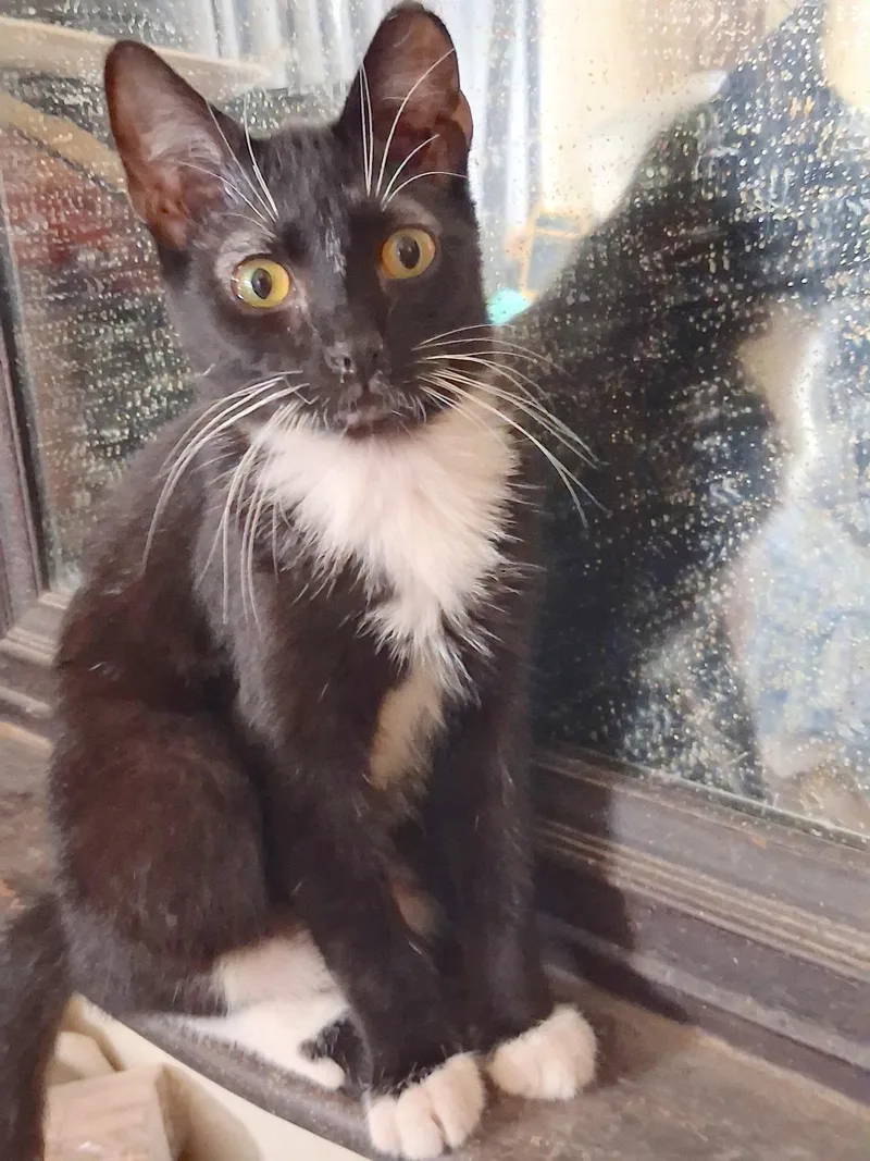 A young medium-sized male Black & White / Tuxedo Domestic Short Hair cat named Pix for adoption in Houston, TX