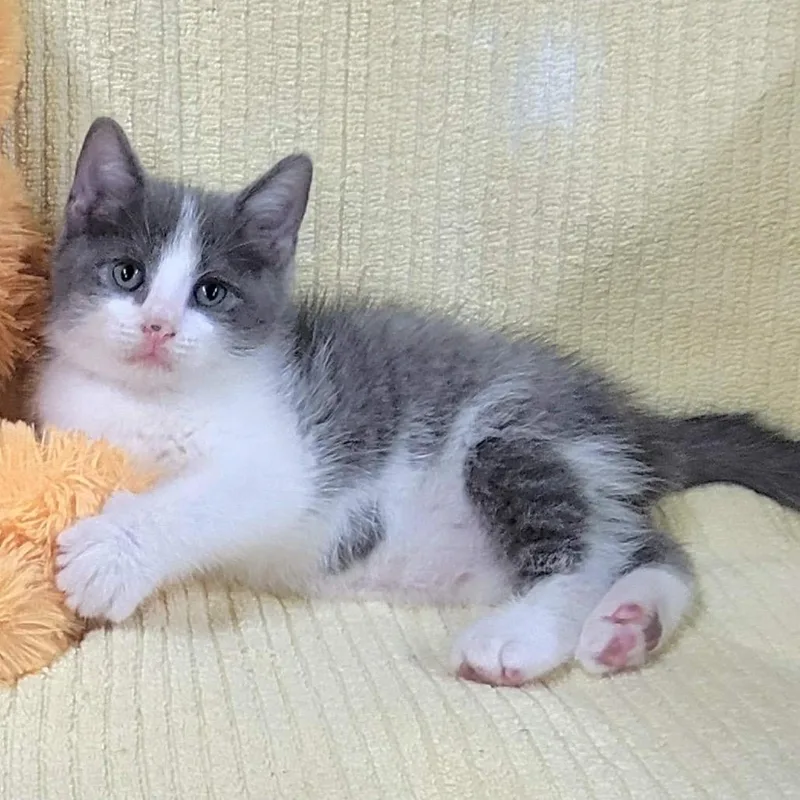A baby small-sized male White Domestic Short Hair cat named Bartholomew for adoption in Pennsville, NJ