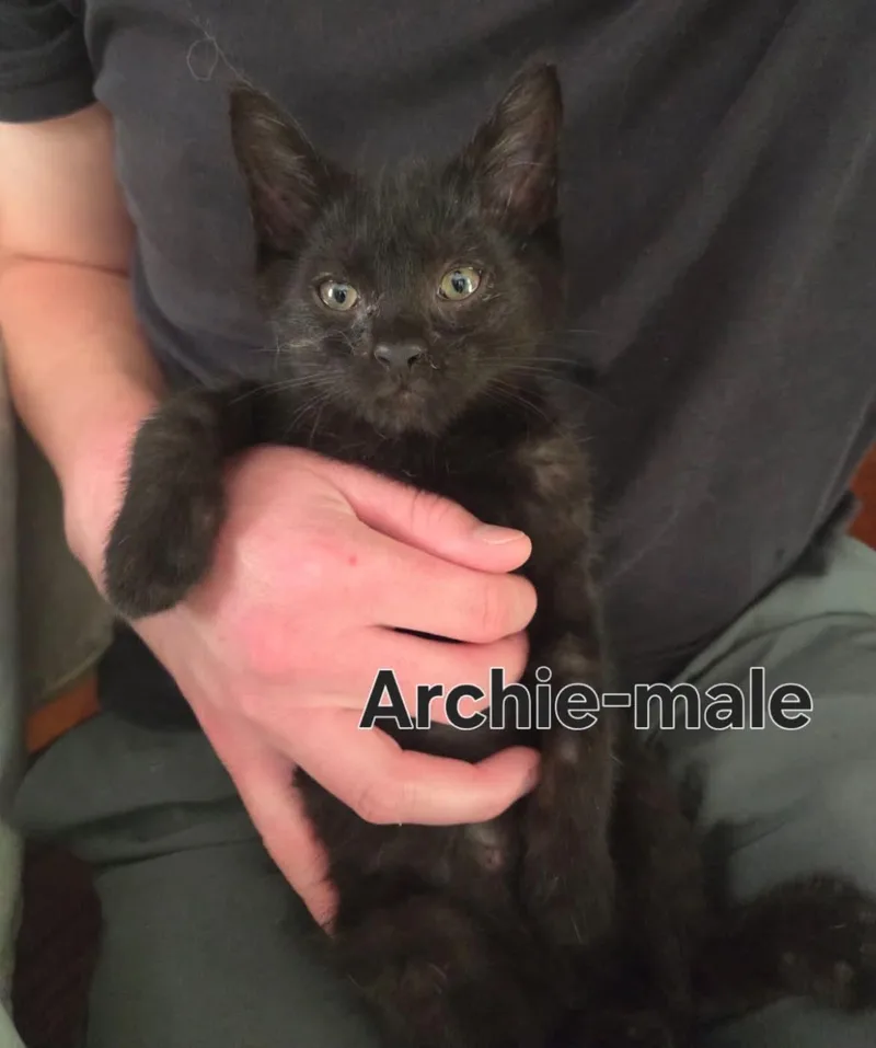 Archie thumbnail 2