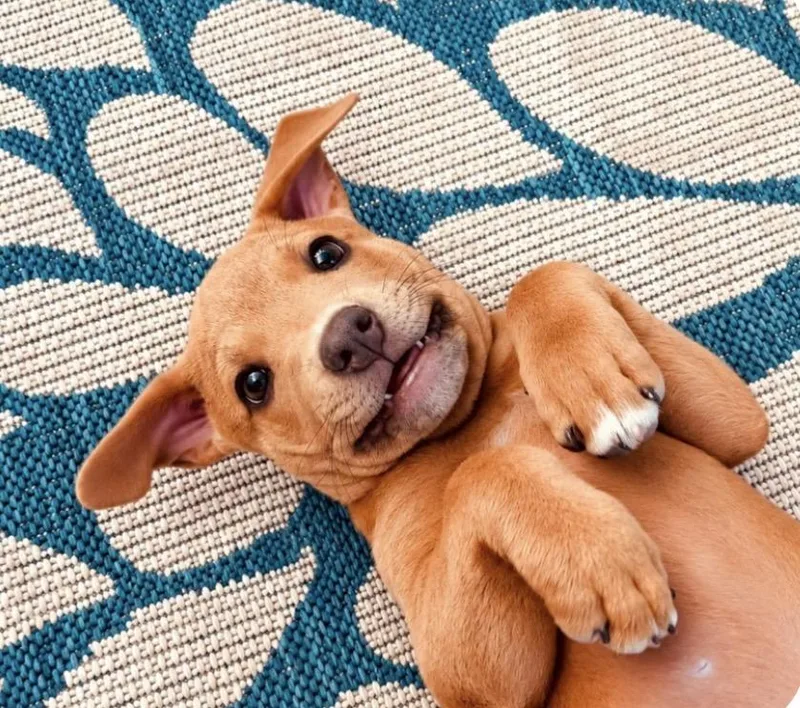 A baby medium-sized male Brown / Chocolate American Staffordshire Terrier dog named Jojo for adoption in Scottsdale, AZ