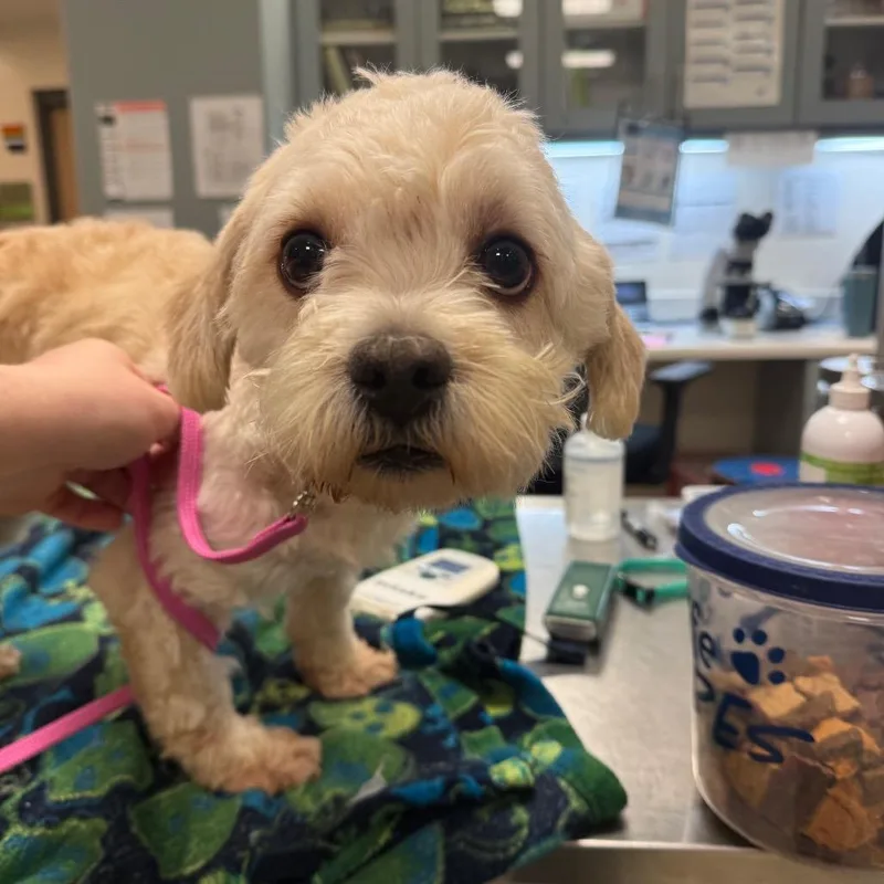 An adult small-sized male Yellow / Tan / Blond / Fawn Mixed Breed dog named Biscoff for adoption in Jacksonville, FL