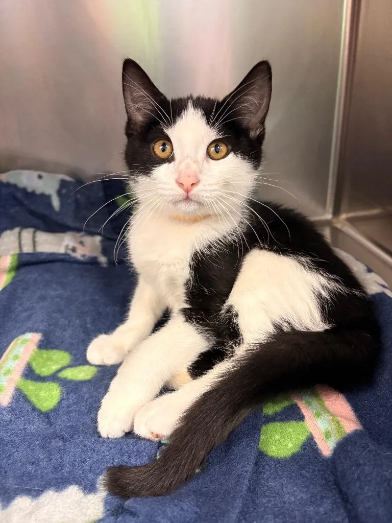 A baby large-sized female Domestic Short Hair cat named Miss Daisy Lumpkins for adoption in Detroit, MI