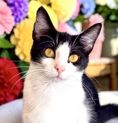 A young small-sized female Black & White / Tuxedo Domestic Short Hair cat named Woocy Woo for adoption in Perry, IA