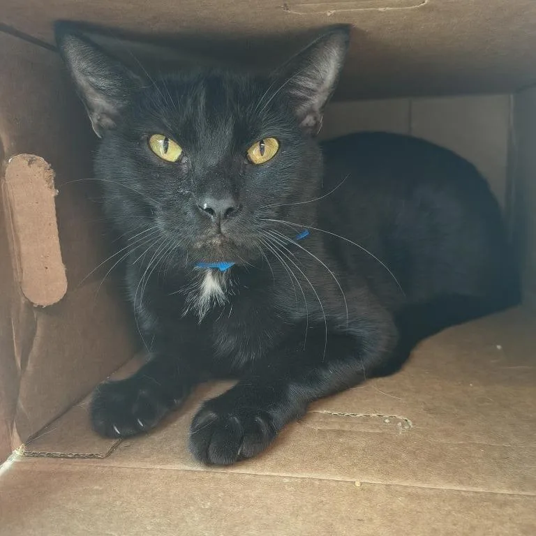 An adult medium-sized male Black Domestic Short Hair cat named Acheron for adoption in Knoxville, TN