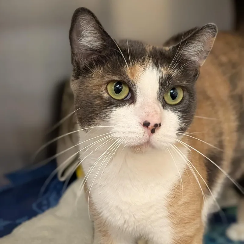 An adult large-sized female Calico Domestic Short Hair cat named Abby for adoption in Springfield, MA