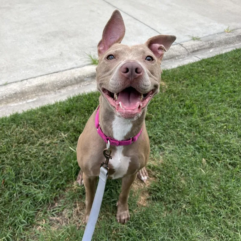 An adult medium-sized female Yellow / Tan / Blond / Fawn Mixed Breed dog named Bindi for adoption in Jacksonville, FL
