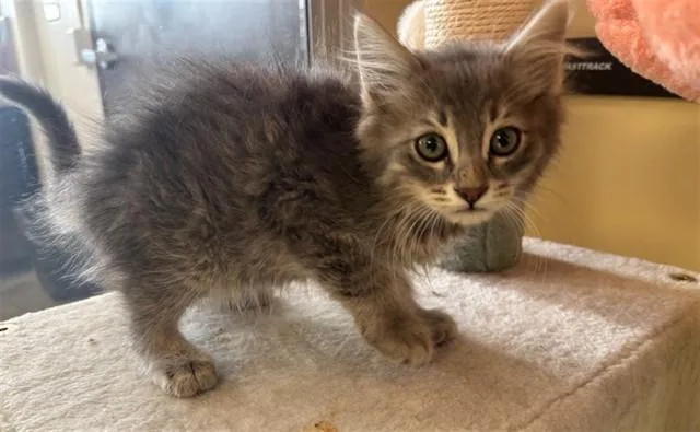 A baby small-sized male Domestic Short Hair cat named Spike for adoption in Lancaster, CA