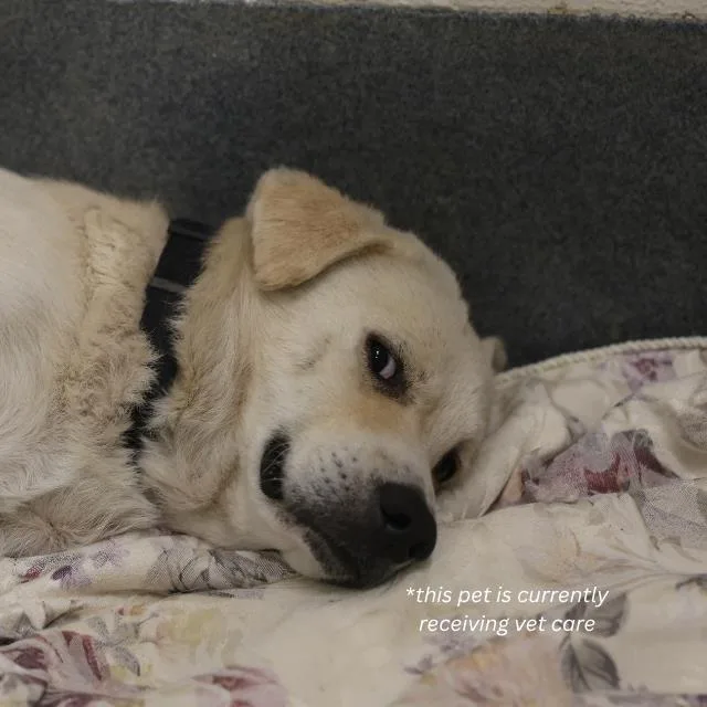 A young medium-sized male Labrador Retriever dog named Wuero for adoption in San Antonio, TX