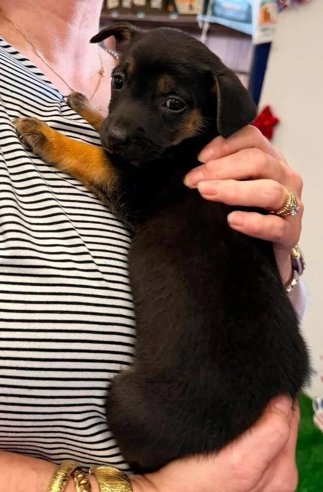 A baby small-sized female Brown / Chocolate Terrier dog named EmmieLou for adoption in Troy, AL
