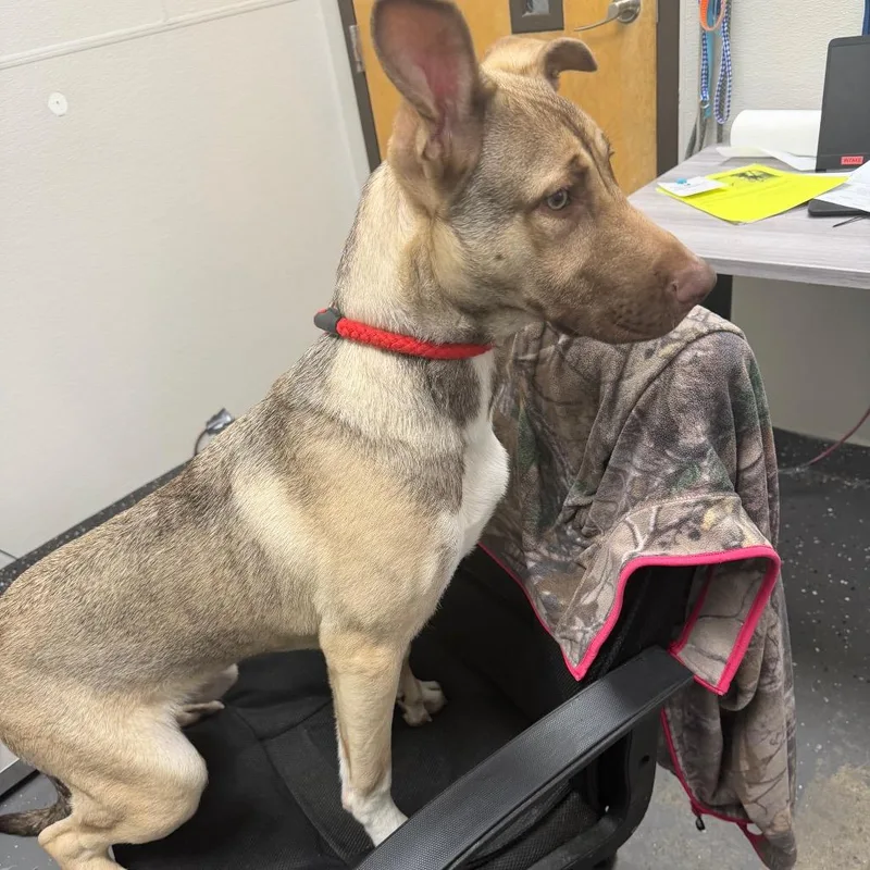 A young medium-sized male Yellow / Tan / Blond / Fawn Mixed Breed dog named Echo for adoption in Columbiana, AL