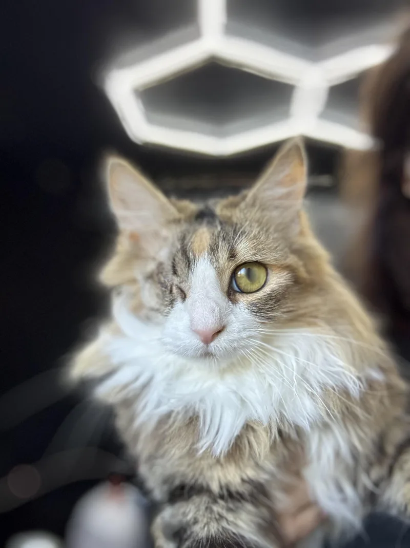 A young large-sized female Norwegian Forest Cat cat named Jane for adoption in Lakeport, CA