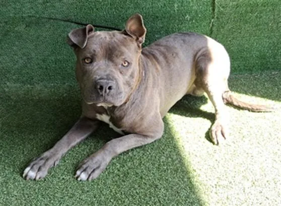 A young large-sized male Pit Bull Terrier dog named Grayson for adoption in Lancaster, CA
