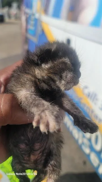 A baby medium-sized female American Curl cat named Gracee for adoption in Dallas, TX