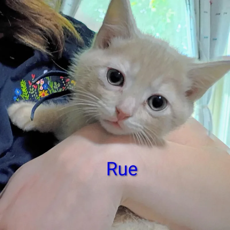 A baby small-sized male Buff / Tan / Fawn Domestic Short Hair cat named Rue for adoption in Carmel, IN