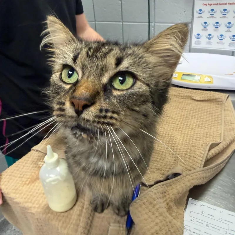 An adult medium-sized female Domestic Short Hair cat named Coraline for adoption in West Olive, MI