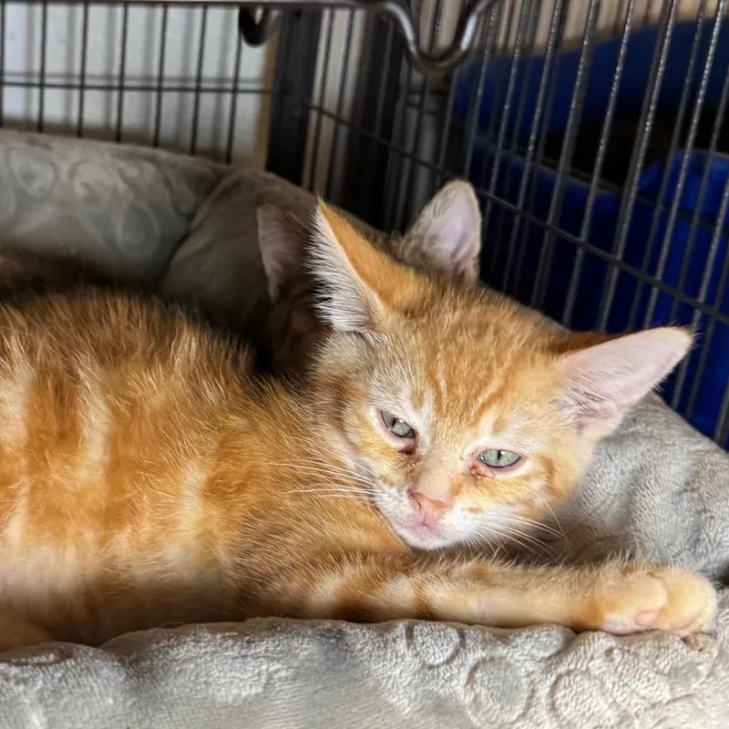 A baby medium-sized male Domestic Short Hair cat named Terrell for adoption in Saginaw, MI