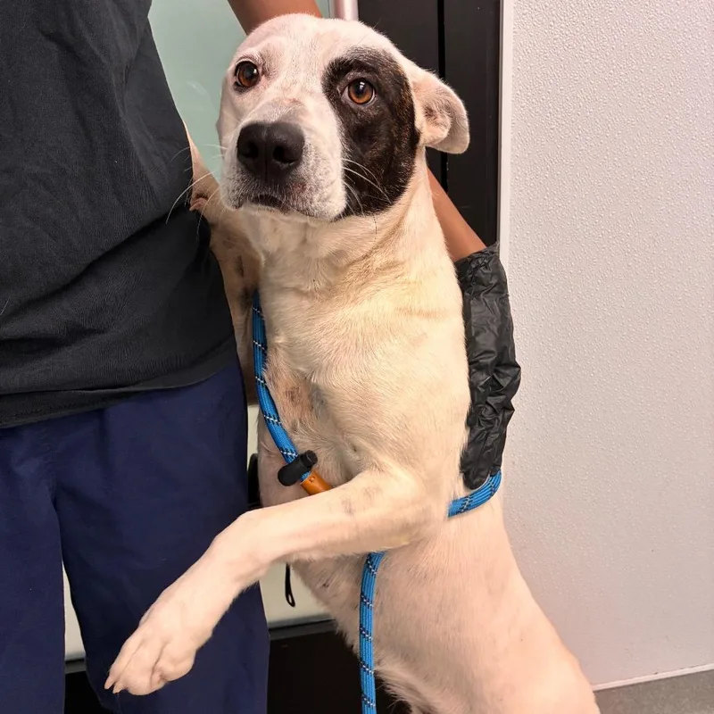 An adult medium-sized female White / Cream Cattle Dog dog named Maple for adoption in Abilene, TX