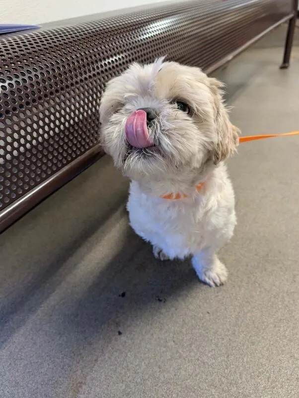 Bugsy