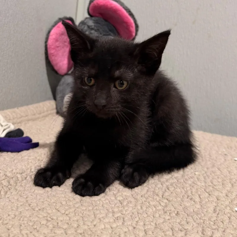 A baby small-sized female Black Domestic Short Hair cat named Reese for adoption in Tampa, FL
