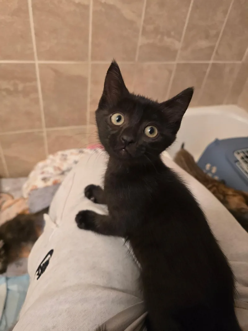 A baby small-sized male Domestic Short Hair cat named Cash for adoption in Delray Beach, FL