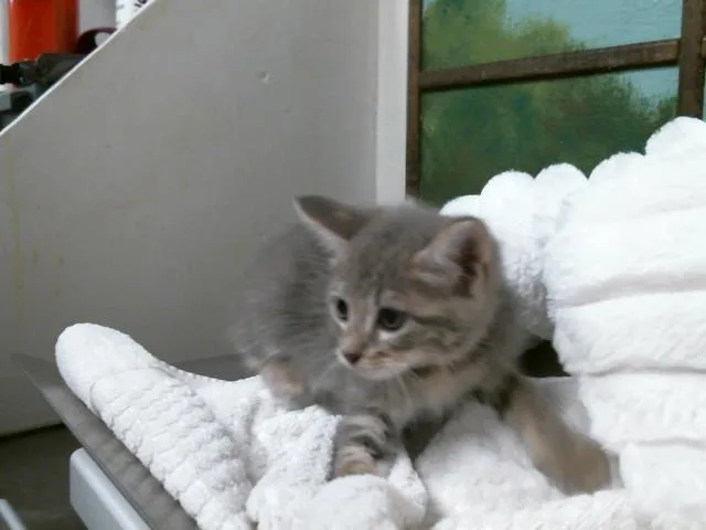 A baby small-sized female Domestic Short Hair cat named Brandy for adoption in Houston, TX
