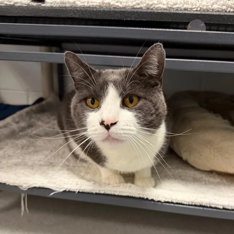 An adult large-sized male Domestic Short Hair cat named Graylin for adoption in Hampton Bays, NY