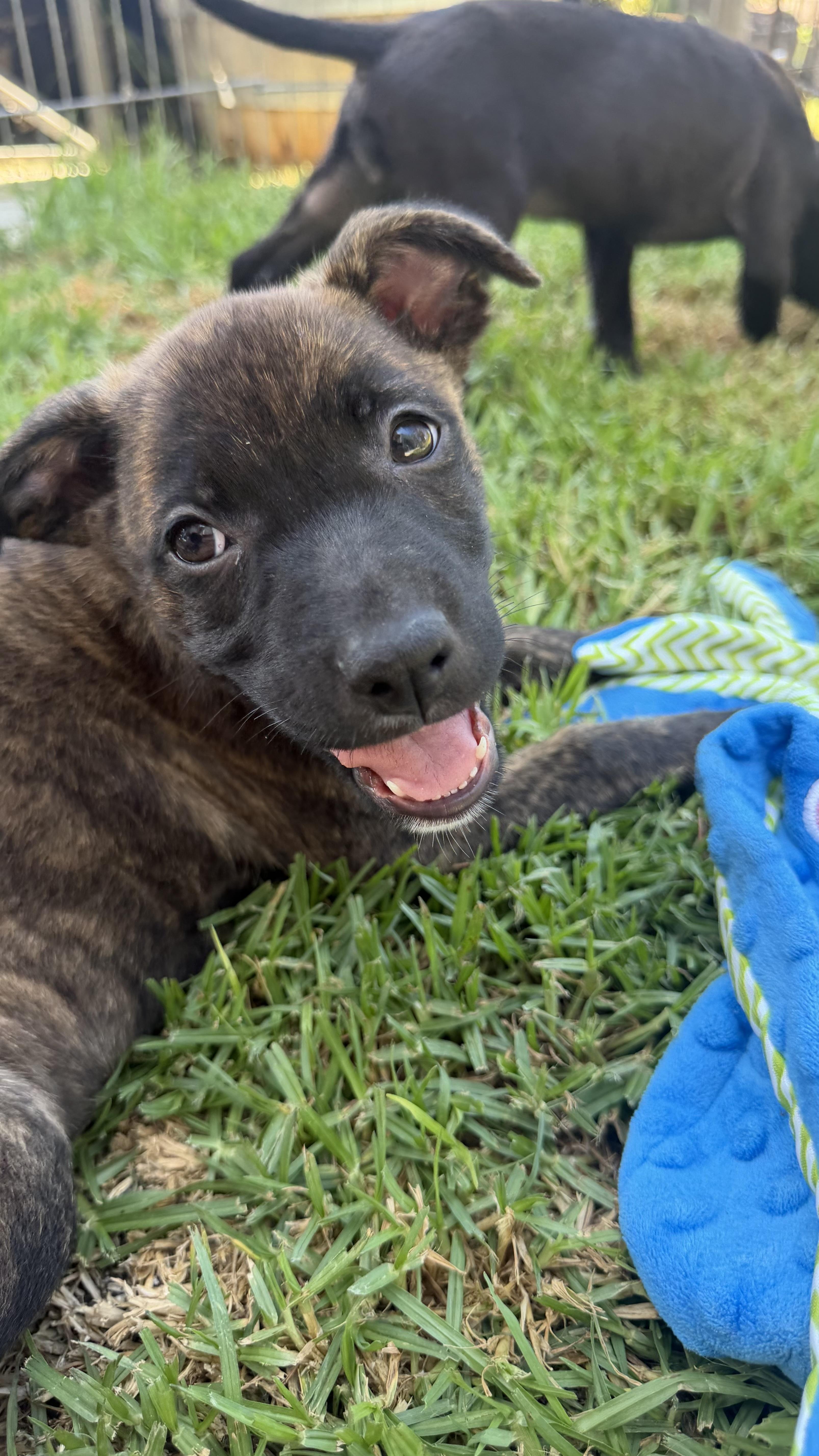 A baby medium-sized female Labrador Retriever dog named Penelope for adoption in San Diego, CA