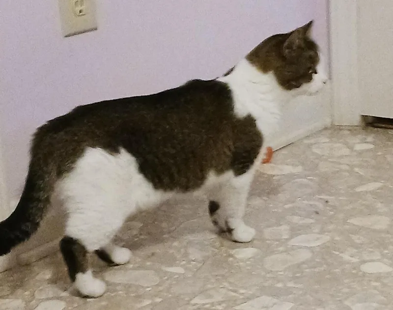 Princess thumbnail 3