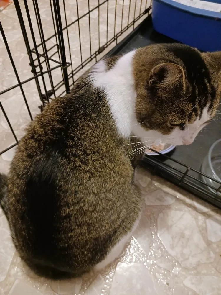 Princess thumbnail 4