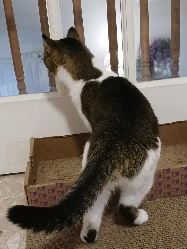 Princess thumbnail 5