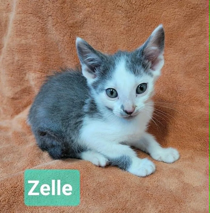 A baby medium-sized male Domestic Short Hair cat named Zelle for adoption in Richmond, IN
