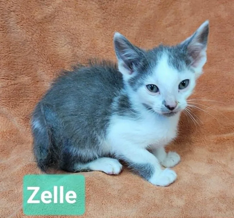 Zelle thumbnail 3