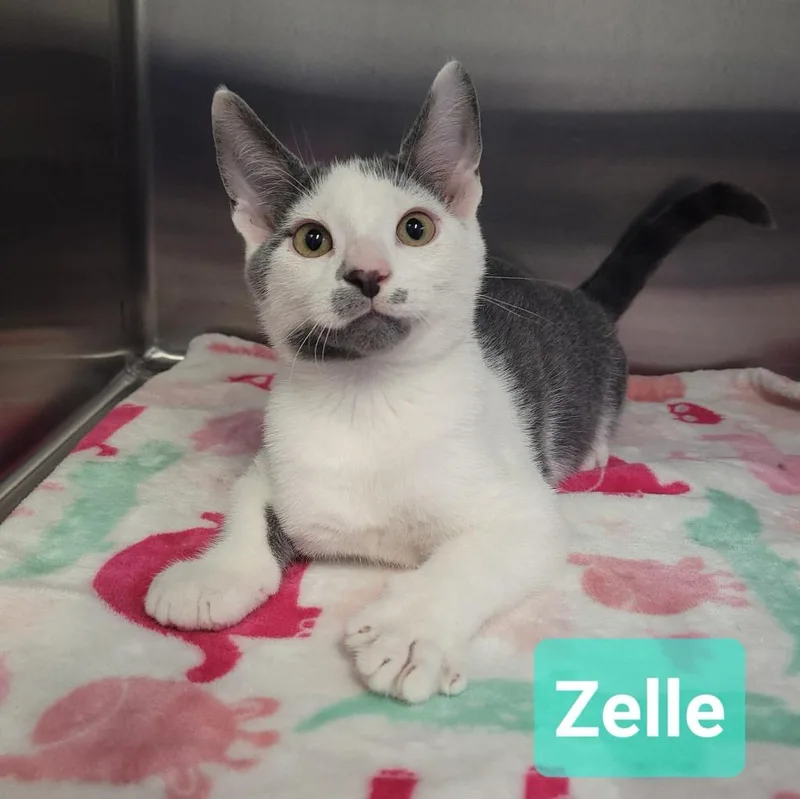 Zelle thumbnail 4