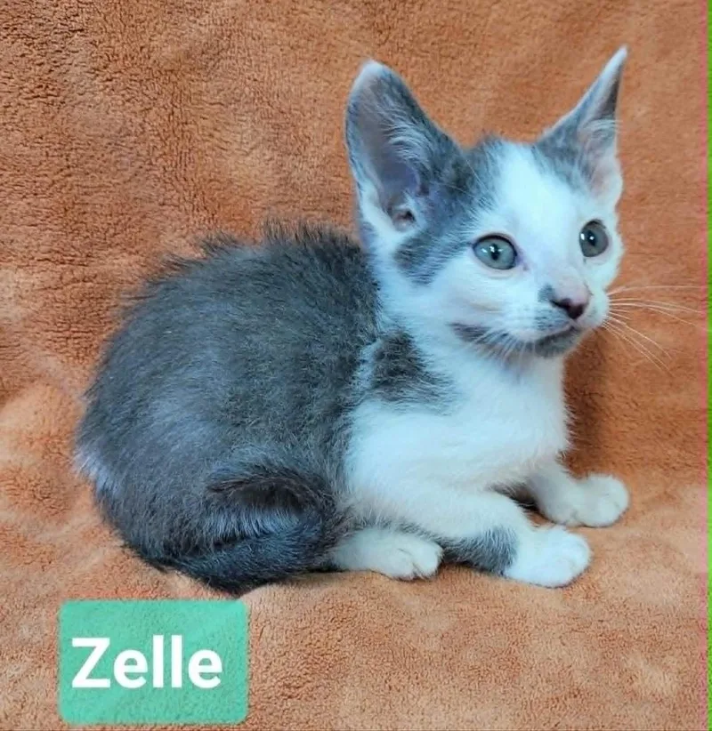 Zelle thumbnail 5