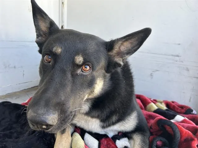 A young large-sized male German Shepherd Dog dog named Altair for adoption in Martinez, CA
