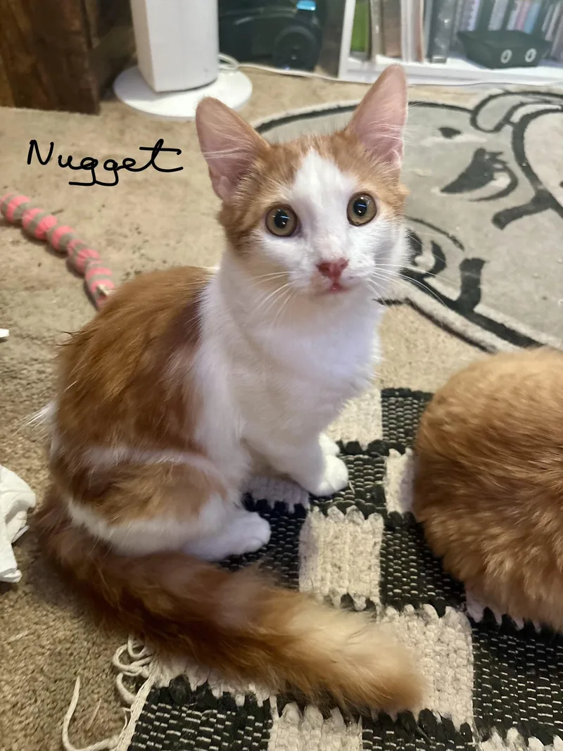 A baby medium-sized male White Turkish Van cat named Nugget for adoption in Mission Viejo, CA