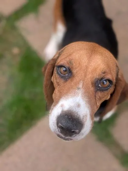 An adult medium-sized male Beagle dog named Tracker for adoption in Mansfield, TX