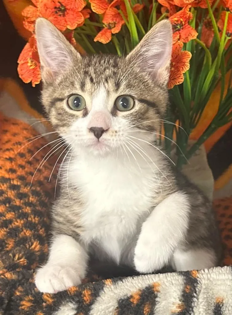 A baby small-sized male Domestic Short Hair cat named Livo for adoption in Stillwater, OK