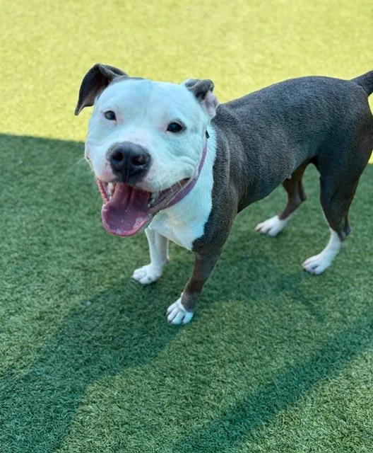 A young medium-sized female Mixed Breed dog named Tory for adoption in Dallas, TX