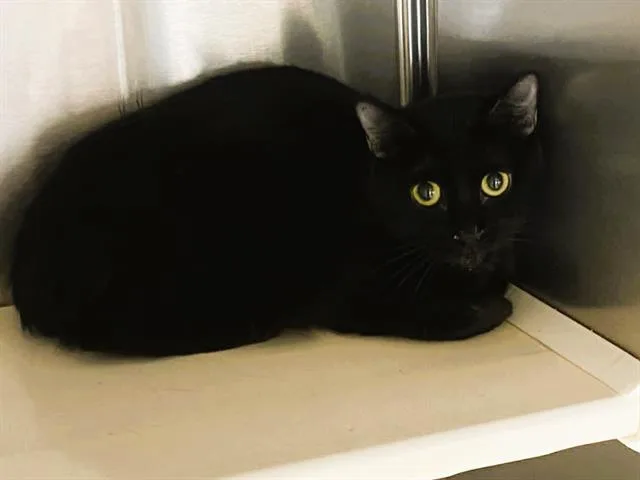A young small-sized female Domestic Short Hair cat named Virginia for adoption in Tustin, CA
