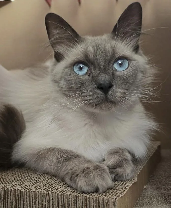 An adult small-sized female Lilac Point Domestic Long Hair cat named Rizzo for adoption in Arlington, WA