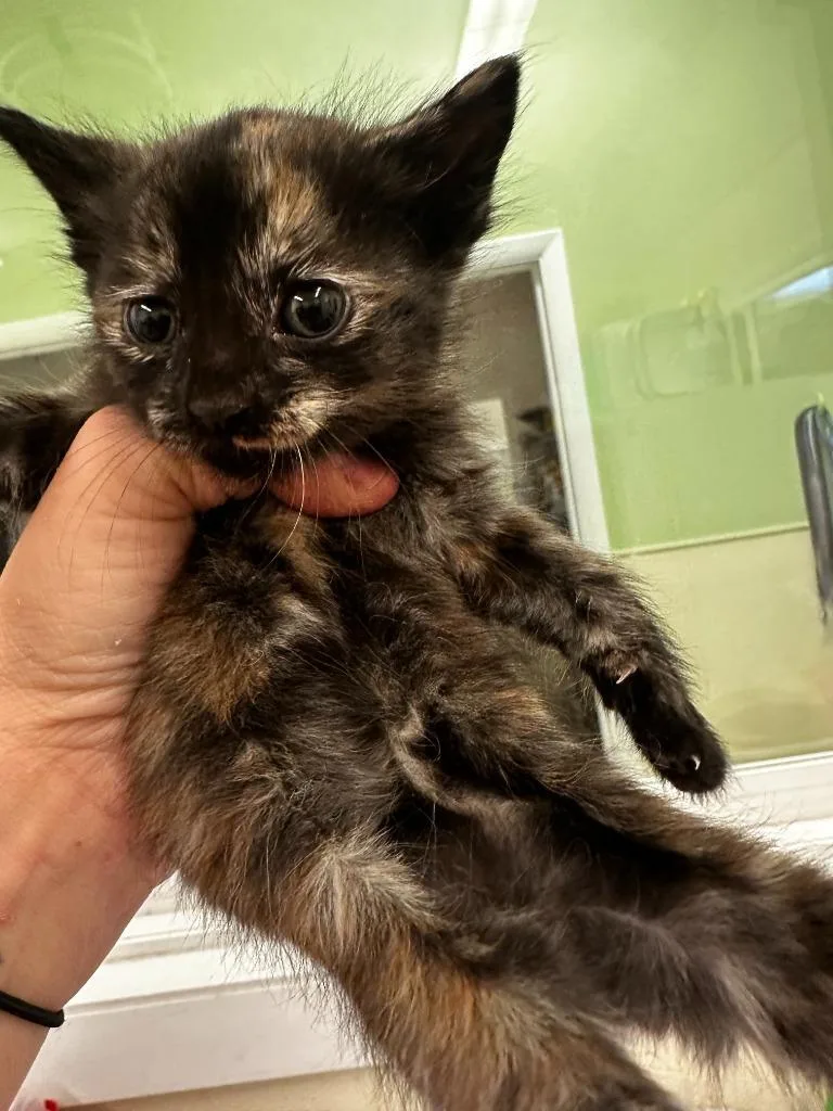 A baby small-sized female Domestic Short Hair cat named Joey for adoption in Neosho, MO