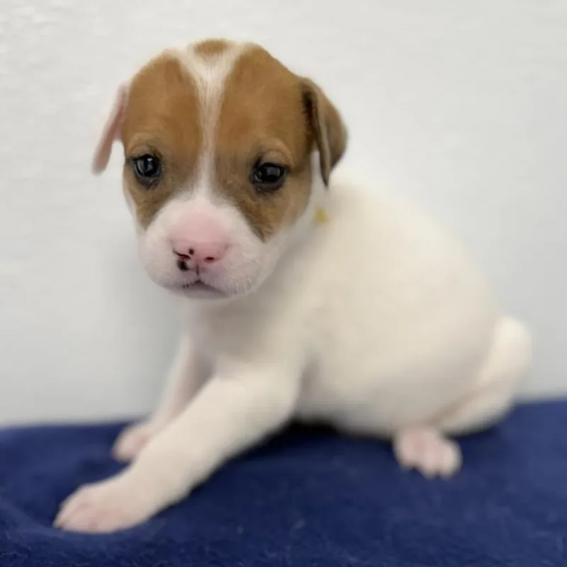 A baby medium-sized male White / Cream English Setter dog named Fearless for adoption in St. Peters, MO