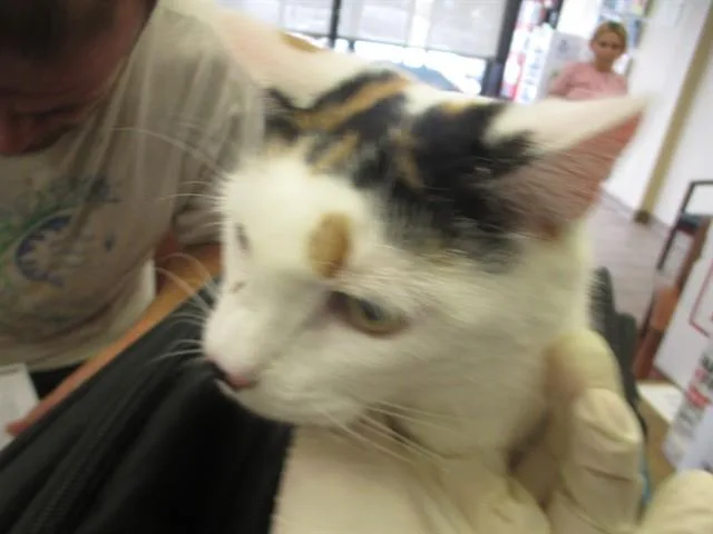 A young small-sized female Domestic Short Hair cat named Sassy for adoption in Ocala, FL