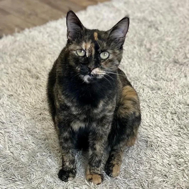 An adult small-sized female Tortoiseshell Domestic Short Hair cat named Pebbles for adoption in Philadelphia, PA