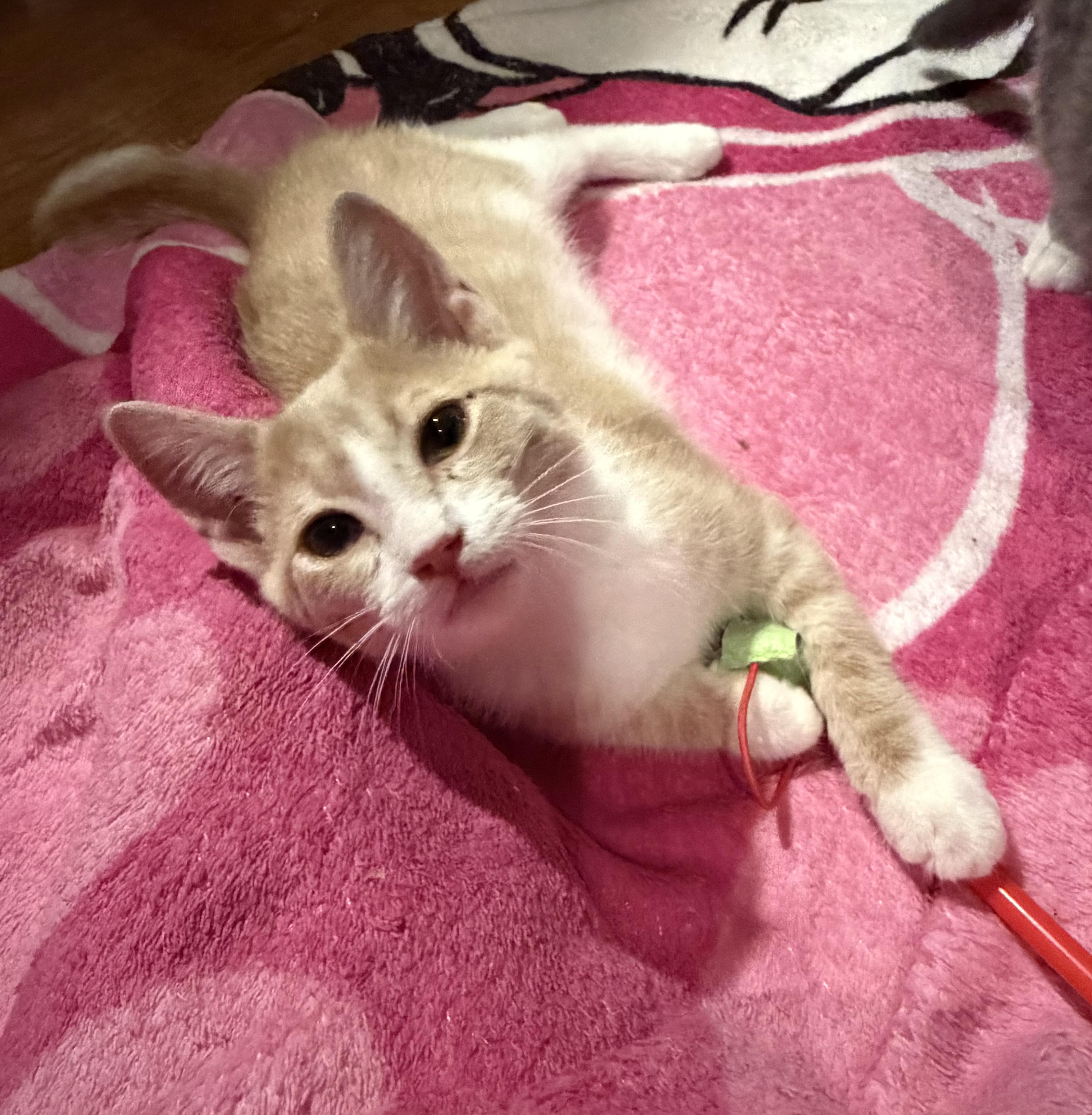 A baby small-sized female Domestic Short Hair cat named Buffy for adoption in Williamsville, NY